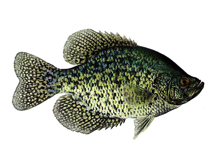 Crappie